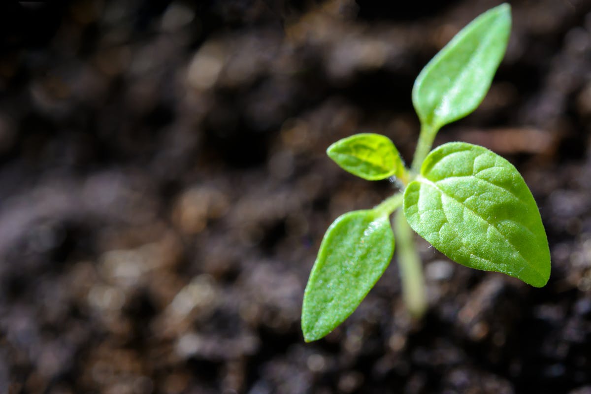 Hands planting